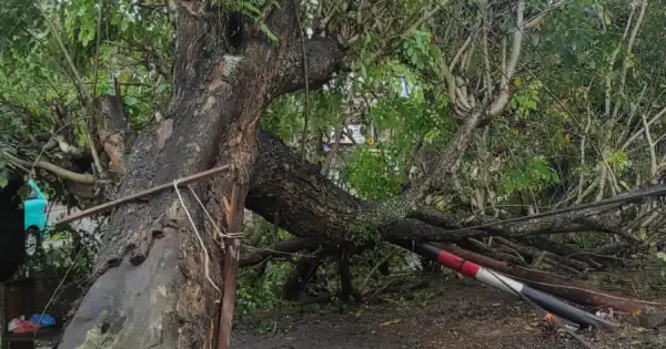 Angin Kencang Tumbangkan Pohon Besar Di Kota Lhokseumawe