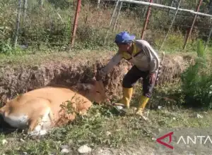 Sapi di Galus Mati Mendadak
