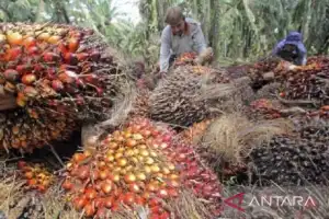Harga CPO di Jambi Naik Rp187 Per Kilogram