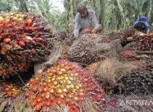 Harga CPO di Jambi Naik Rp187 Per Kilogram