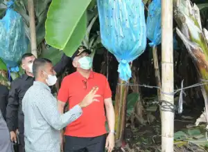 Gubernur Tinjau Lokasi Pisang Cavendis di Bener Meriah
