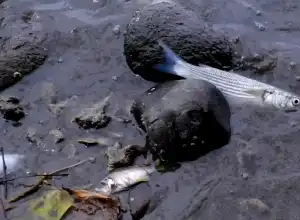 Polisi Selidiki Dugaan Limbah PT PIM di Pelabuhan Krueng Geukuh