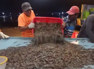 Aceh Tamiang Panen Perdana 4 Ton Udang Vaname
