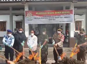 147 Kg Ganja Dimusnahkan di Bener Meriah