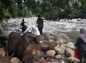Gajah Sumatera Ditemukan Mati di Pelosok Aceh Utara