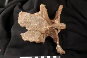 Fosil dinosaurus berlengan ditemukan di Argentina