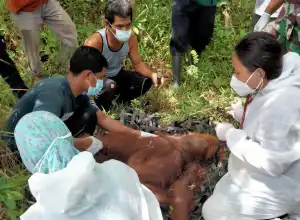 BKSDA Evakuasi Orang Utan dari Kebun Warga di Aceh Besar