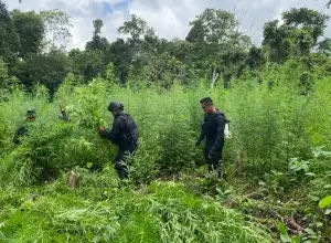 Ribuan Batang Ganja Dimusnahkan di Seulimuem Aceh Besar