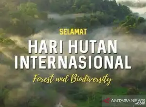 Hari Hutan, pakar dorong pemakaian produk hutan bersertifikat