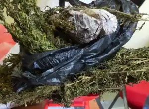 Bawa Ganja, Petani di Pijay Diciduk Polisi