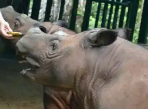 Badak Sumatera di Way Kambas bernama Rosa melahirkan bayi betina