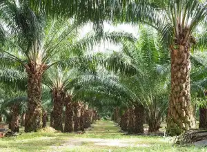 Tahun Ini Pemerintah Kembali Tambah Syarat Program Peremajaan Sawit