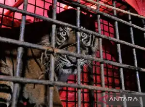Populasi Harimau Sumatera di Jambi Diperkirakan Lebih 183 Ekor