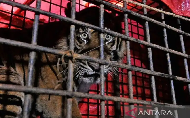 Populasi Harimau Sumatera di Jambi Diperkirakan Lebih 183 Ekor