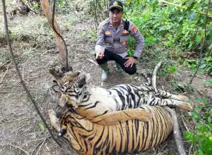 Sepasang Harimau Sumatera Ditemukan Mati Terjerat di Aceh Timur