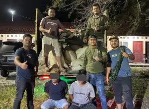 Polisi Tangkap Dua Pengangkut Enam Ton Getah Pinus Illegal di Abdya
