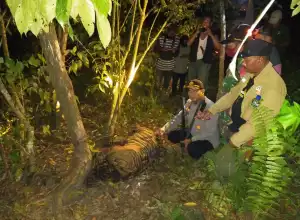 Lagi, Seekor Harimau Sumatera Kembali Ditemukan Mati di Aceh Timur