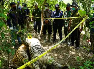 Polisi dan BKSDA Aceh Usut Kematian 3 Harimau Sumatera di Aceh Timur