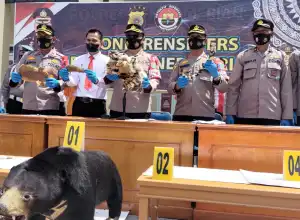 Polisi Amankan Tiga Orang Pelaku Tindak Pidana Kejahatan Satwa Liar Dilindungi
