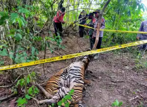 Polisi Tetapkan Dua Tersangka Pembunuhan Tiga Ekor Harimau Sumatera di Aceh Timur