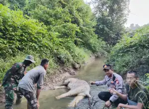 Diduga Terkena Jerat, Seekor Gajah Jantan Ditemukan Mati di Aceh Timur