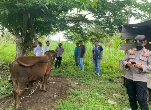 Cegah PMK, Masyarakat Aceh Jaya Diimbau Selektif Beli Hewan Ternak