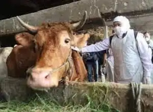Ribuan Sapi di Aceh Tamiang Terinfeksi PMK