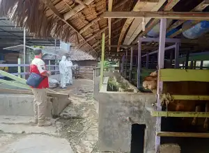 Balai Veteriner Ambil Sampel 68 Sapi Diduga Terserang PMK di Langsa