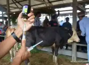 Sapi Terpapar PMK di Aceh Tamiang Bertambah