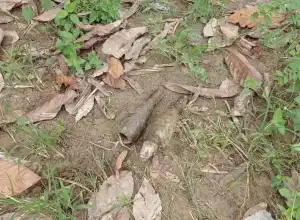 Petani di Agara Temukan Dua Mortir Sisa Perang Belanda