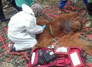BKSDA Aceh Evakuasi Orang Utan Terjebak di Perkebunan Sawit