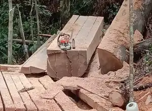 APH dan BKPH Diduga Terlibat dalam Illegal Logging di Aceh Selatan