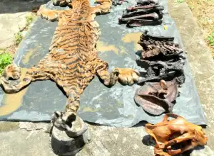 Dua Orang Diduga Pelaku Perdagangan Kulit Harimau Diamankan