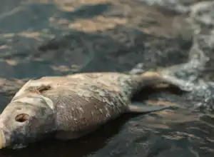Diduga Tercemar Limbah, Ratusan Ikan Mendadak Mati di Nagan Raya