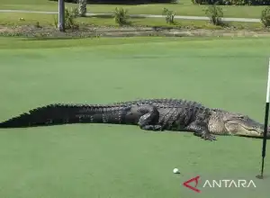 Pemulung di Florida Diterkam Buaya Saat Mencari Frisbee 