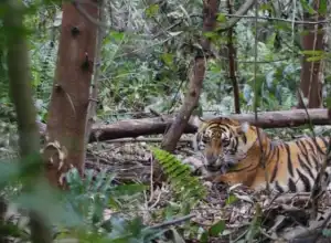 Populasi Harimau Sumatera di Aceh Tersisa 200 Ekor