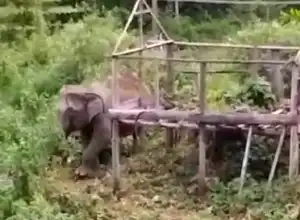 Kawanan Gajah Rusak Puluhan Hektare Lahan dan Gubuk Petani di Aceh Utara