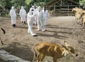Wabah PMK di Aceh Utara Meluas di Seluruh Kecamatan