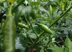 Akibat Anomali Cuaca, Harga Cabai di Bener Meriah Naik