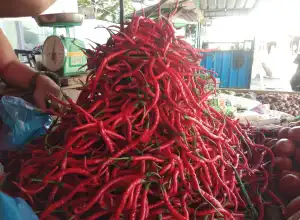 Semakin Pedas, Harga Cabai di Lhokseumawe Sentuh Rp85.000 Per Kilogram