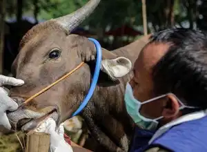 Ketersediaan Hewan Kurban di Aceh Mencapai 69.289 Ekor