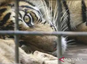 Sumbar Miliki Tiga Nagari Ramah Harimau