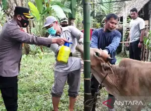 1.024 Ekor Ternak di Aceh Barat Terjangkit PMK
