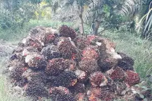 Harga Sawit di Mukomuko Bengkulu Turun Rp270/kilogram