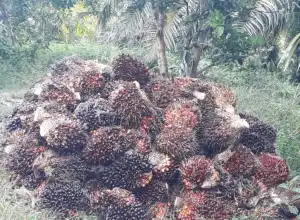 Harga Sawit di Mukomuko Bengkulu Turun Rp270/kilogram