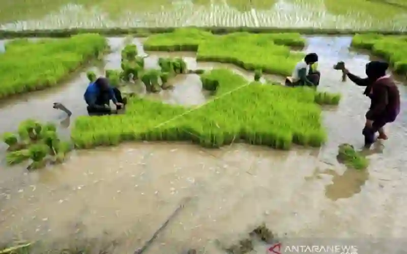Pemerintah Aceh Diminta Tampung Benih yang Dihasilkan Petani