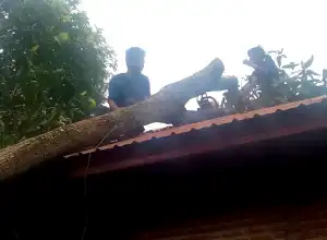 Angin Kencang, Satu Rumah Warga di Aceh Besar Ditimpa Pohon