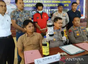 Polisi Gagalkan Pengiriman 17.160 Ekor Benih Lobster Tujuan Jawa