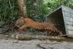 Akhir-Akhir Ini Harimau Sumatera Sering Muncul di Perkebunan Masyarakat di Gayo Lues
