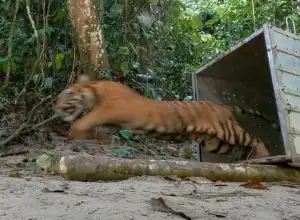 Akhir-Akhir Ini Harimau Sumatera Sering Muncul di Perkebunan Masyarakat di Gayo Lues 
